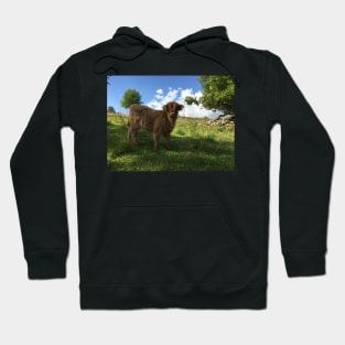 Scottish Highland Cattle Calf 1478 Hoodie